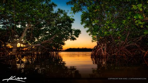 Red Mangroves Lake Worth Lagoon | HDR Photography by Captain Kimo