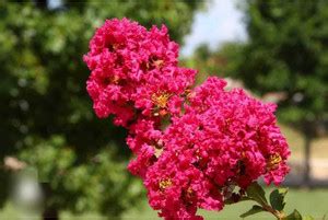 fursh Puplet Plant Price in India - Buy fursh Puplet Plant online at ...
