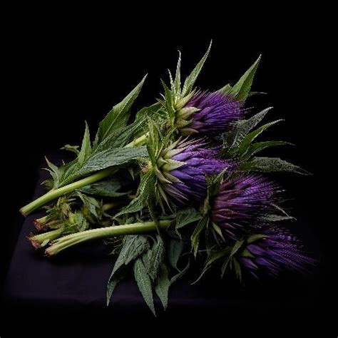 Showy Flower Crossword Clue 7 Letters | Best Flower Site