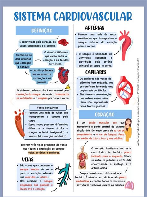 Sistema cardiovascular – Artofit