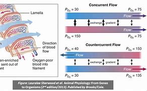 Image result for counter-current flow