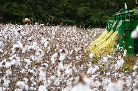 South Carolina Agriculture 的图像结果