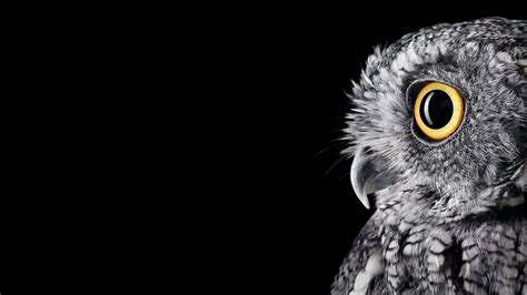 Owl 4k Wallpapers - Top Free Owl 4k Backgrounds - WallpaperAccess