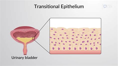 Image result for Transitional Epithelial Cells