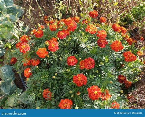 Bush of French Marigolds, Tagetes Patula in a Garden Stock Photo ...
