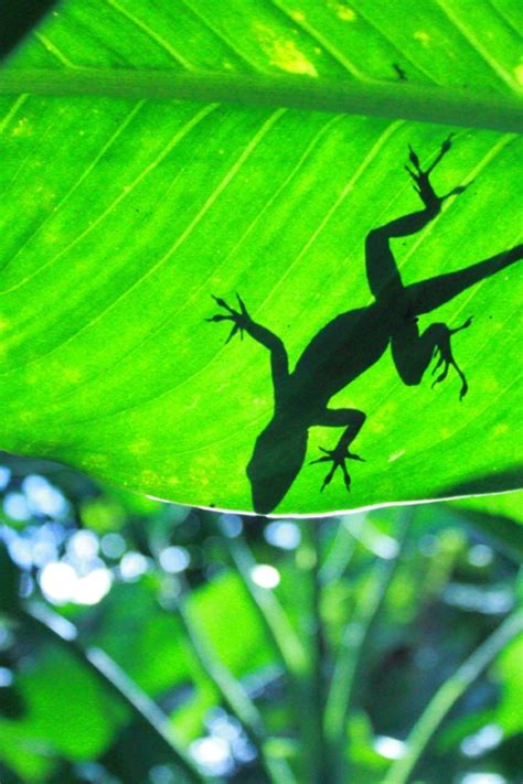 画像 rare amazon rainforest animals and plants 182465