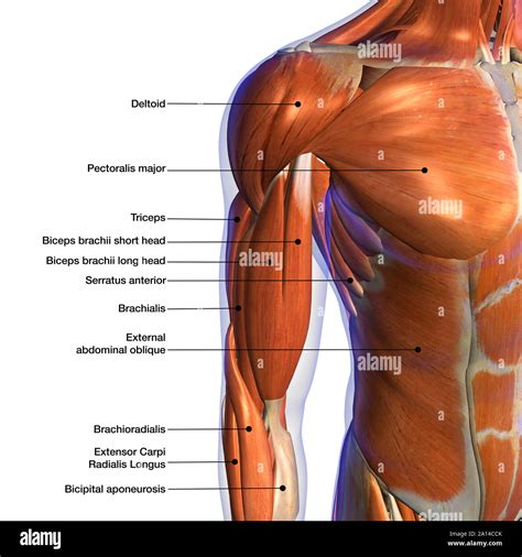 Human Anatomy Chest Muscles