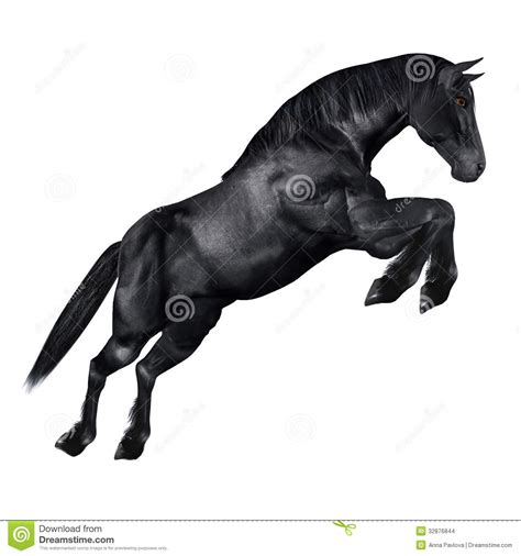 Black horse 库存例证. 插画 包括有 可实现, 空白, 哺乳动物, 现实主义, 例证, 农场 - 32876844