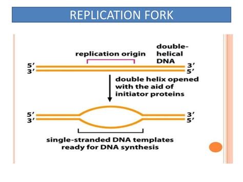 Image result for DNA Replication Class 12