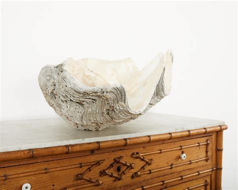 Image result for Large Clam Shells