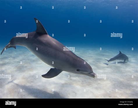 Dolphin 的图像结果