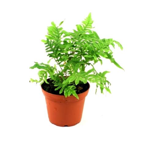 Buy Polypodium Formosanum Fern Plant online at best price