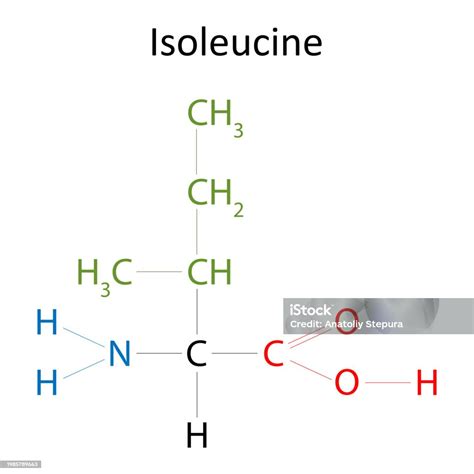 The Chemical Structure Of Isoleucine Stock Illustration - Download Image Now - Acid, Amino Acid ...