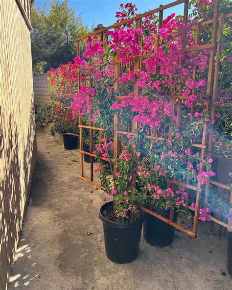 Plant FAQs: Bougainvillea Trellis