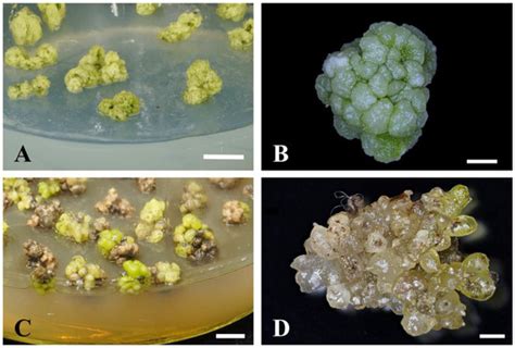 Tissue Culture via Protocorm-like Bodies in an Orchids Hybrids ...