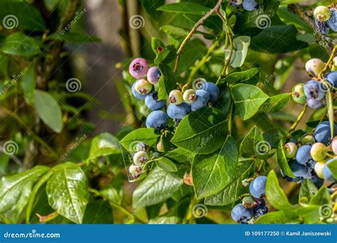 Northern Highbush Blueberry Vaccinium Corymbosum - Deciduous Shrub with ...