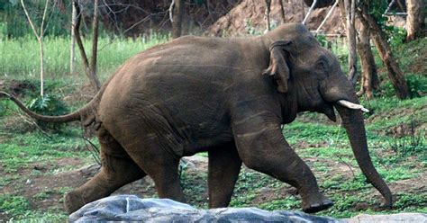 Kerala could have avoided the deaths of two elephants if it learnt to ...