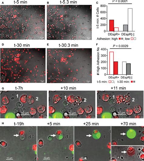 Frontiers | "Rogue" neutrophil-subset [DEspR+CD11b+/CD66b+] immunotype ...