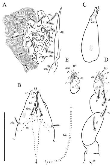 New Definition of Neoprotereunetes Fain et Camerik, Its Distribution ...