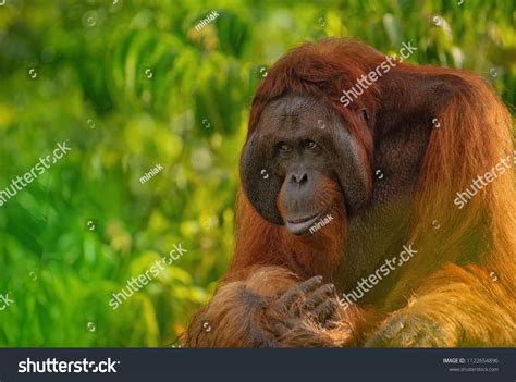 Strong Big Male Orangutan Orangutan His Stock Photo 1122654896 ...