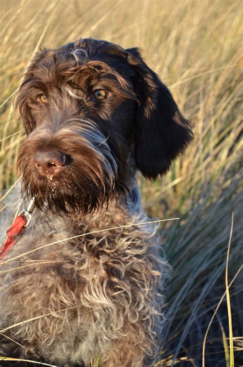 5 Things You Didn't Know About The Wirehaired Pointing Griffon ...