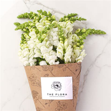 Snapdragon (Bunch of 8) - Buy fresh cut flowers online - The Flora