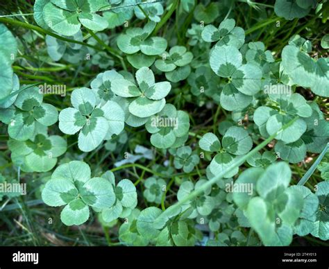 Shamrocks and four-leaf clovers Stock Photo - Alamy