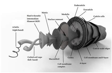 Advances in Permeation of Solutes into Hair: Influencing Factors and ...