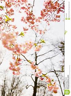 fiori di mandorla fiori di un albero di mandorla immagine stock immagine fiori di mandorla fiori di un albero di mandorla immagine stock immagine