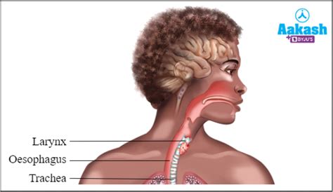 Human Respiratory System in Biology: Definition, Types and Importance ...