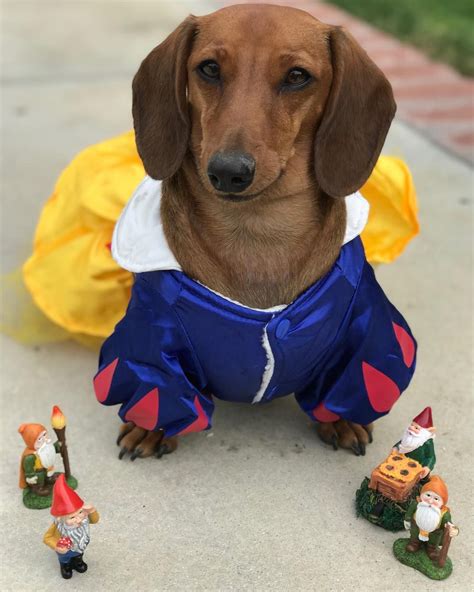 Halloween Costume Dachshund Dog at Ralph Mcbride blog