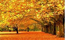 Fall Nature Computer Backgrounds by Trees Fall Nature Wallpapers Hd Desktop And Mobile Fall Nature Computer Backgrounds