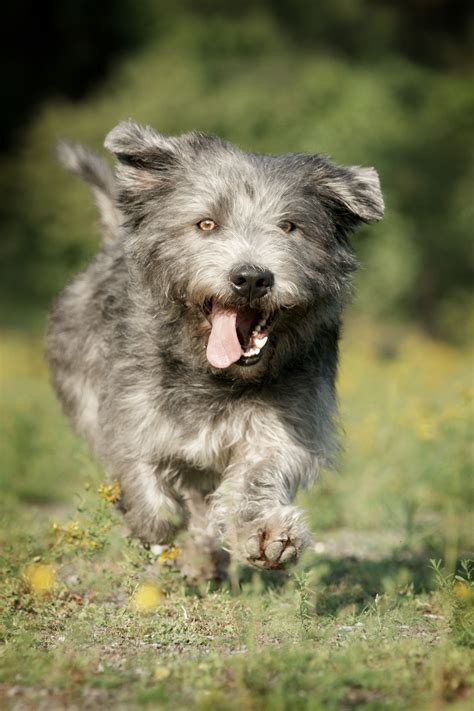 Glen of Imaal terriers: Wilful, adorable and sadly extremely vulnerable ...