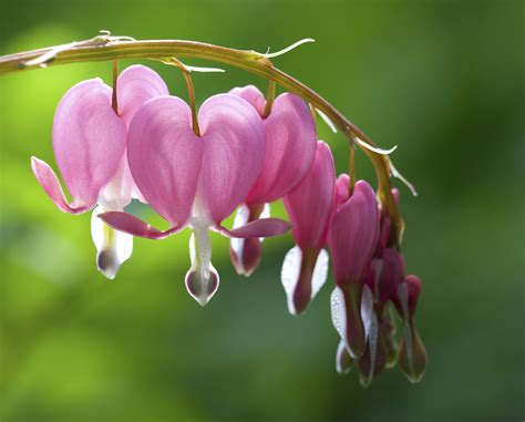 Pet Poison Helpline | Bleeding Hearts Plant Toxicity in Pets