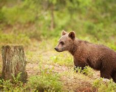 Image result for Siberian Brown Bear Cubs