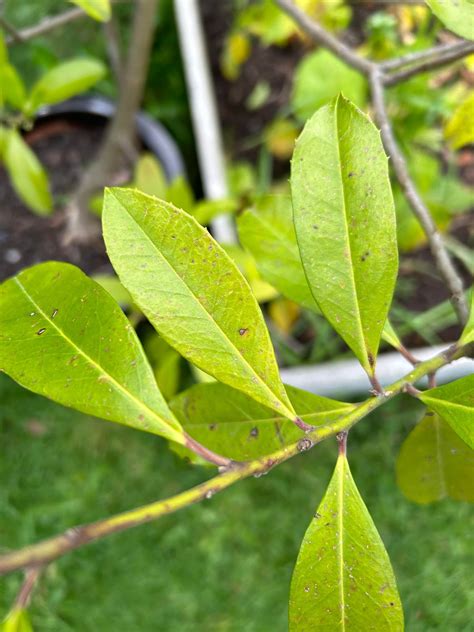 HELP! diseased yerba mate plant : r/yerbamate