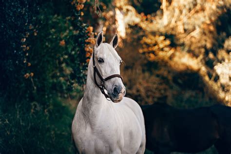 Horseback Rides to the Beach | Minutes from San Francisco Zoo
