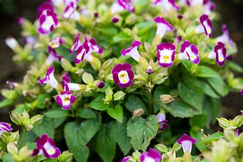 Image result for Bunga API Kucing