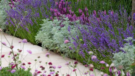 Landscaping with lavender: 16 ways to use this classic | Gardeningetc