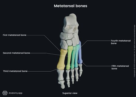 Metatarsal bones | Anatomy.app