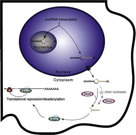 A Human snoRNA with MicroRNA-Like Functions: Molecular Cell