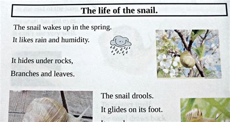 Image result for Snails Learning