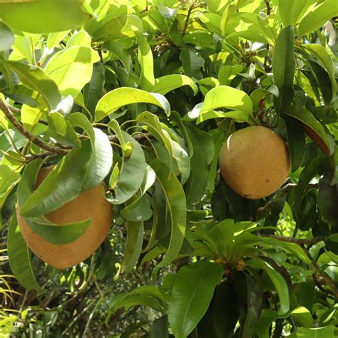 Rare Tropical Fruit Trees 的图像结果