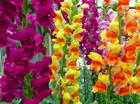 snapdragons flowers | Flower Image Gallery: Snapdragons Flowers Facts ...