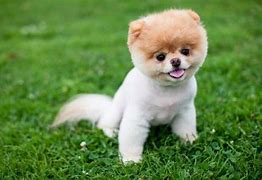 Image result for Dead Boo Cutest Dog in World