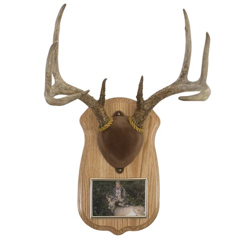 Mule Deer Antler Mounting Kit at Mary Wilber blog