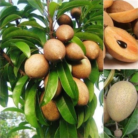 Online plant bazar All Time Kalapatti Sapota Chiku Sapodilla Naseberry ...