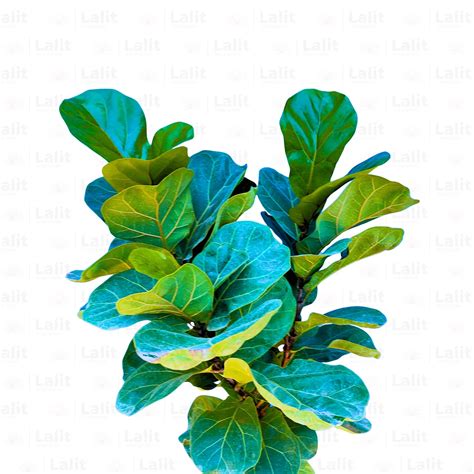 Ficus Lyrata Dwarf | Fiddle leaf Fig 'Bambino' - Plant – Lalit Enterprise
