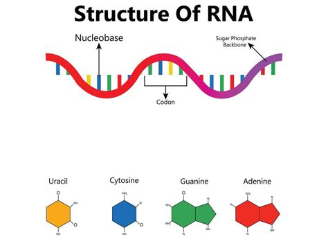 Image result for RNA Sequence Example