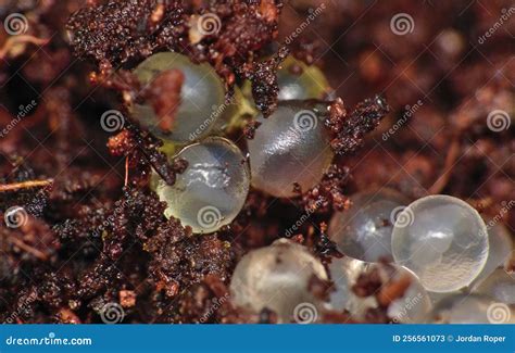 Earthworm eggs in soil stock image. Image of ground - 256561073
